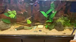 Silver Shark that hates floating plant!