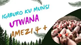 INGANO YIBIRYO BYINGURUBE KU MUNSI:  KUVA KUMEZI 4 KUGEZA KURI 6.