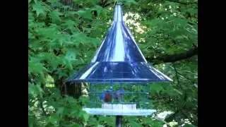 The Sky Cafe Bluebird Feeder