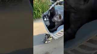 Kittens bike voyage #kitten #baby #voyage