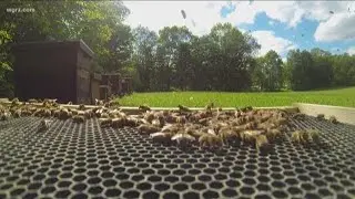 The Benefits Of Beekeeping