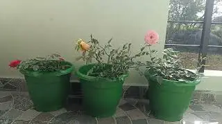 #familyvlog #dont miss it#very important massage #youtube#nature #minivlog 