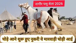 Nagaur pashu mela 2026 || नागौर पशु मेला 2026 || Nagaur Mela 2026 | नागौर मेला 2026 Hours mela #vlog