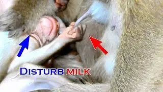 Big monkey Dolly diisturb baby Daniela to drink milk