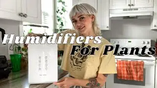 Humidifier Info + Cleaning Demo | Maintenance, which ones I use, FAQ
