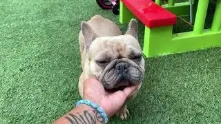 Blue Fawn French Bulldog
