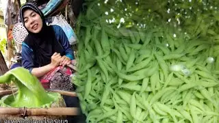 Cara Membuat Cendol Pewarna alami#Buat Cara Orang pattani มาทำลอดช่องกันจ้า