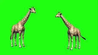 Animal green Screen video// Giraffe  green Screen video // no copyright