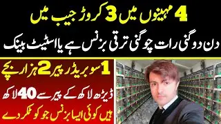 How to Start Love Birds Breeding Season | Love Bird Farming in Lahore