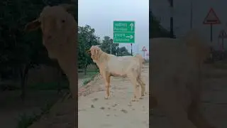 बोका 🐐 | Goat Animal Full Information | देसी बोका | Village Goat Video SYSTEM OF PAKARIDAYAL 🔥
