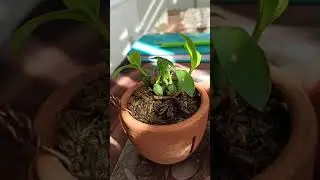 Coelogyne ecarinata, она же Coelogyne Tsii.