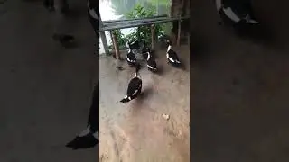 আলহামদুলিল্লাহ #travel #lifeisbutadream #nature #song #tranding #food #duck