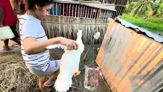 Vợ chồng Xuân Thảo săn sóc vườn rau 
