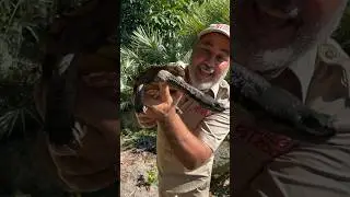 This is an Argentine Snake Neck Turtle😮🤯