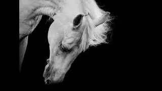 White Tiger ~Equestrian chill edit