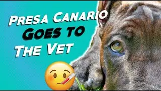 Presa Canario Goes To The Vet