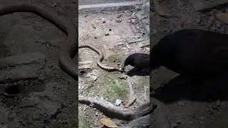 Birds fight cobras #animals #asmr