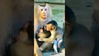 Little baby monkey requests mom to hug baby, so sweet #shorts