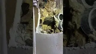 Dealing with a Curious Live Rat During Rodent Service | Versa-Tech | LA County