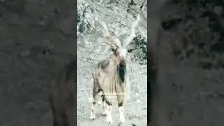 Markhor 🐐 | Pakistan Ka National Animal | Amazing Facts You Must Know! 🏔️🔥