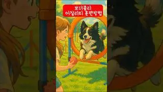 보더콜리 어질리티 훈련방법  #agilitytraing #bordercollieagility #보더콜리어질리티 #보더콜리어질리티훈련방법 #agilitydog #강아지훈련 #강아지