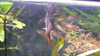 Copella spawning