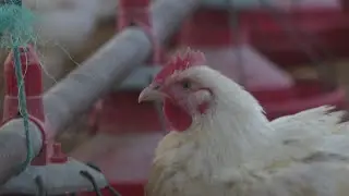 Agriculture : 2020, le boum de la vente direct