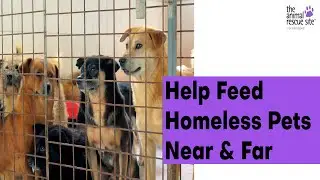 Help Feed Homeless Pets Near & Far