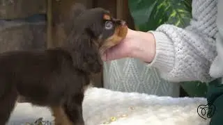 Prince The Cavalier's Intro Video!