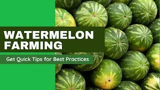 Watermelon Farming Quick Tips