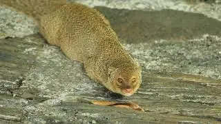 4 - 20- 20 Mongoose - Gecko Eating Wasp Larvae - Hawaii GH5 4k