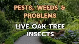 Live Oak Tree Insects