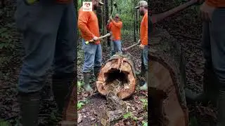 rescue giant python in wood trunk #animals #funny #shorts