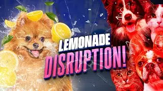 Lemonade's Low End Disruption of the Insurance Industry