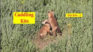 Cuddles & Clashes: Baby Foxes Play and Fight | Jason George's Wild Fox Family Ep.2