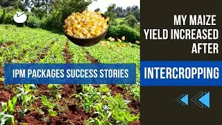 Intercropping Maize and Beans - Colleta Odera, Kenya