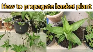 How to propagate basket plant || propagate callisia fragrans