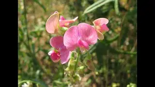 Горошек широколистный Lathyrus latifolius