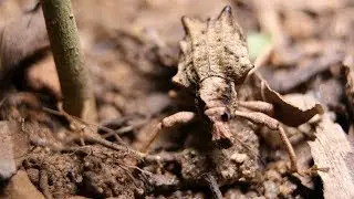 Gorgulho - Curculionidae Entiminae