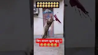 bin sajan jhula jhulu 🤣😂😁 || funn videos of cats and dogs #funny #cat #trending #viralvideo #shorts