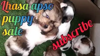 Lhasa apso puppies 23 days old ll Lhasa apso #abhaypetslover #lhasaapso #puppy 🐶