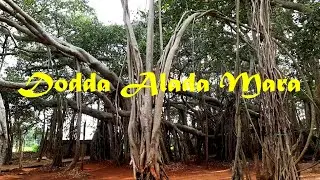 Dodda Aalada Mara|| Big banyan Tree|| Visiting places near Bengaluru|| Weekend Perambulation||