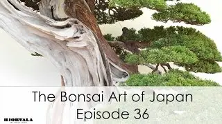 The Bonsai Art of Japan - Episode 36
