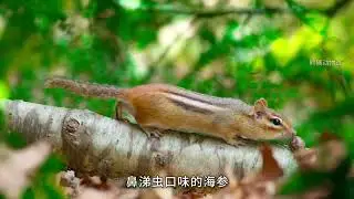 动物解说【搞笑动物配音16】吃货的世界，五行缺吃