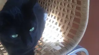 Preppy Kitty Style remixed for album
