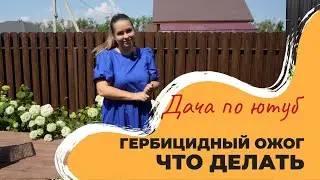 ГЕРБИЦИДНЫЙ ОЖОГ | Что делать | Как спасти растения после гербицида