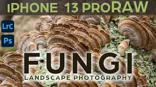 Fungi & Focus Stacking - iPhone 13 Pro Max Landscape Photography