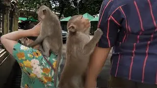 Wild Monkeys Take Over Entire Town