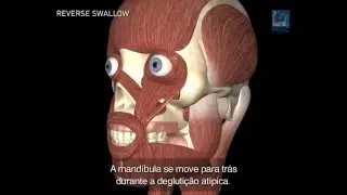 Deglutição Atípica - animação