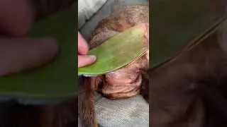Do u use aloe Vera leaves?  #aloevera  #aloe